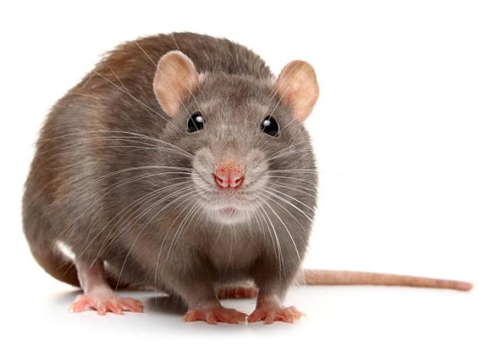 A Montanha Pariu um Rato