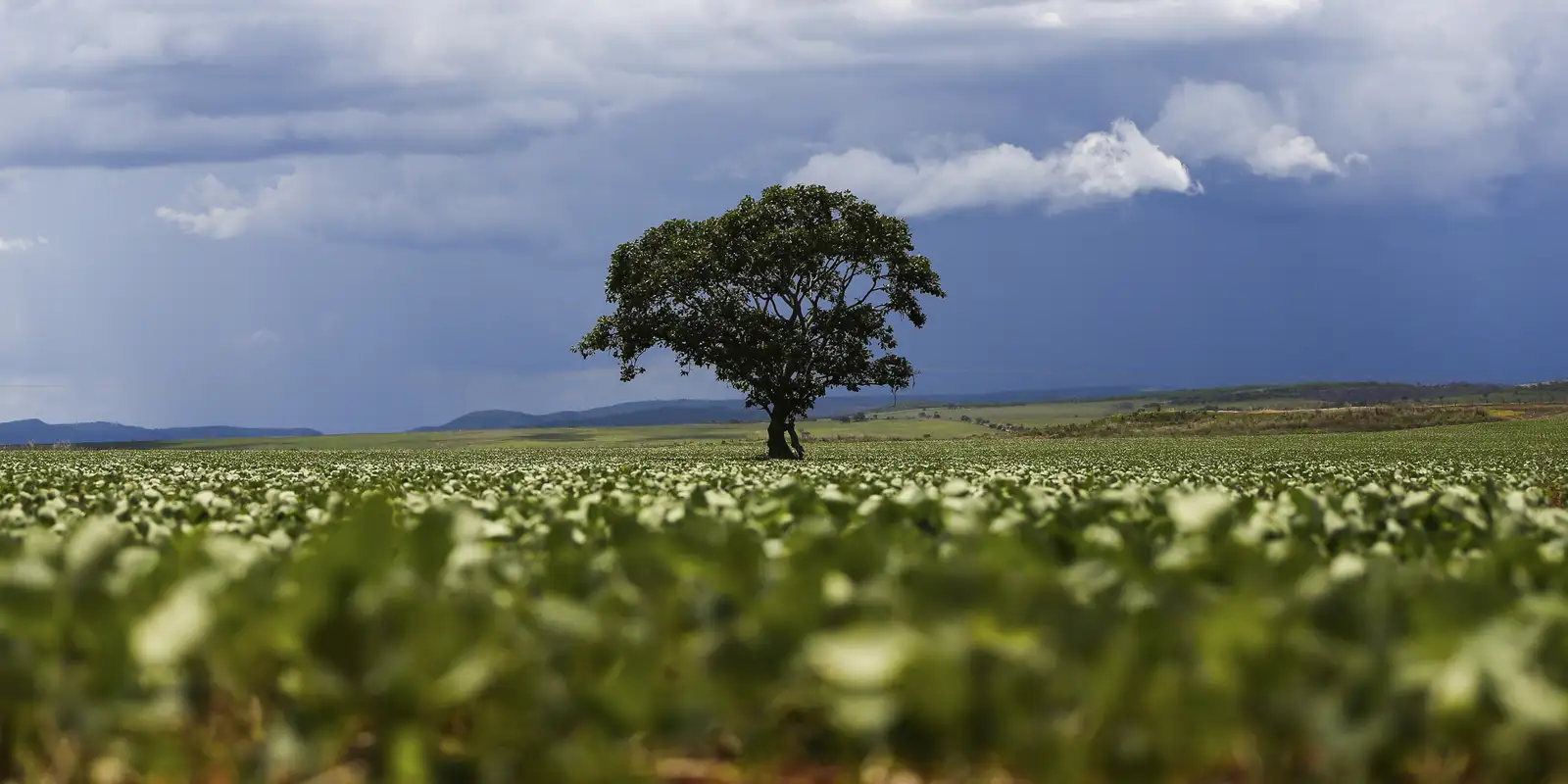 Crédito rural financiou R$ 92,4 bi em áreas com alertas ambientais