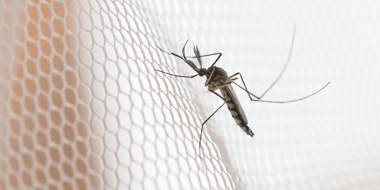 Cidades do noroeste de SP têm maior incidência de casos de dengue